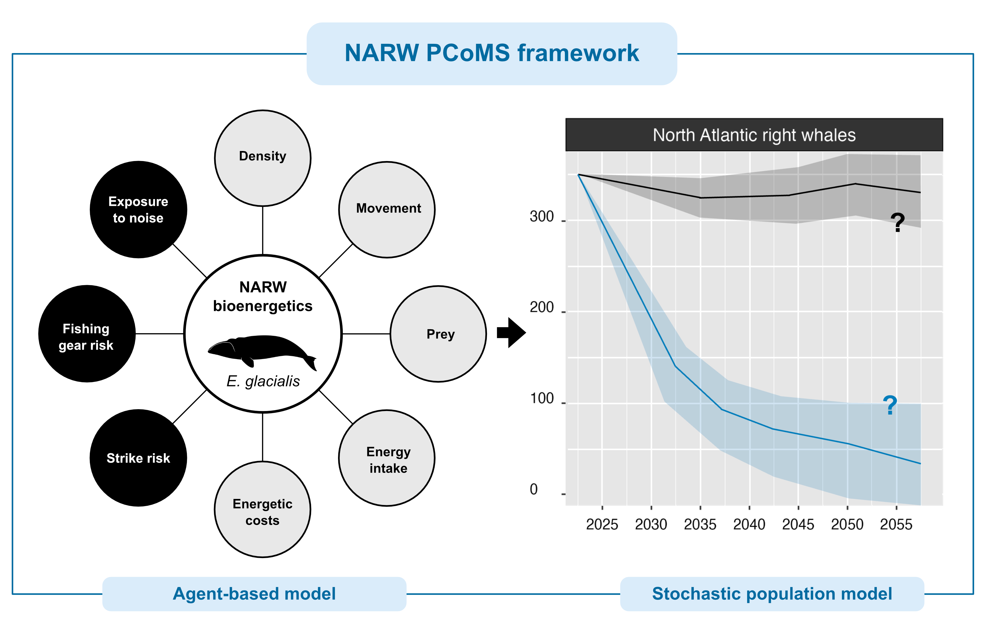 Figure 1.1. Schematic representation of the structure of the North Atlantic right whale (NARW, Eubalaena glacialis) population consequences of multiple stressors (PCoMS) framework. The trends shown in the right-hand panel are not based on real data and are displayed for illustration purposes only.